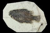 Bargain Fossil Fish (Cockerellites) - Green River Formation #129654-1